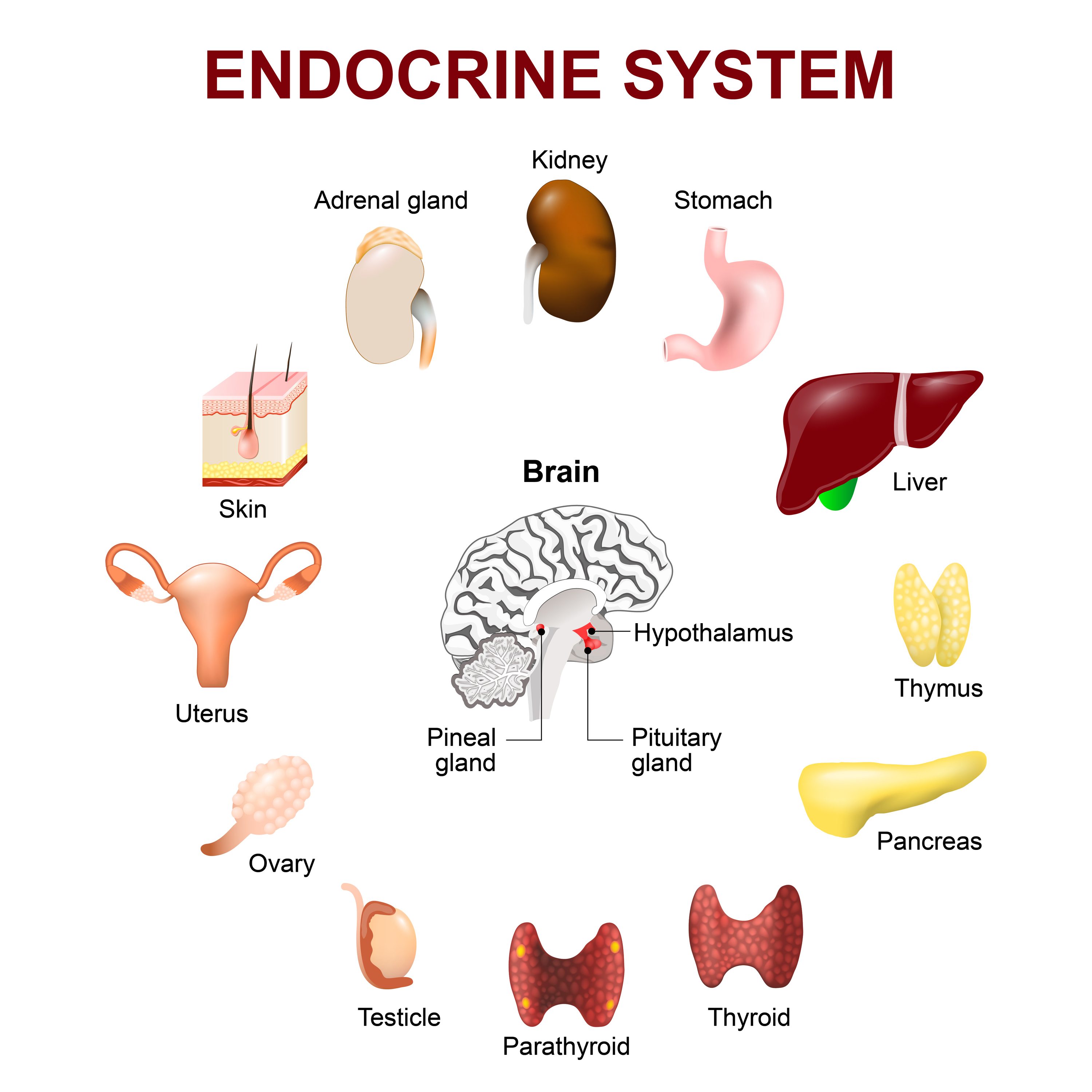 endocrine organs and hormones
