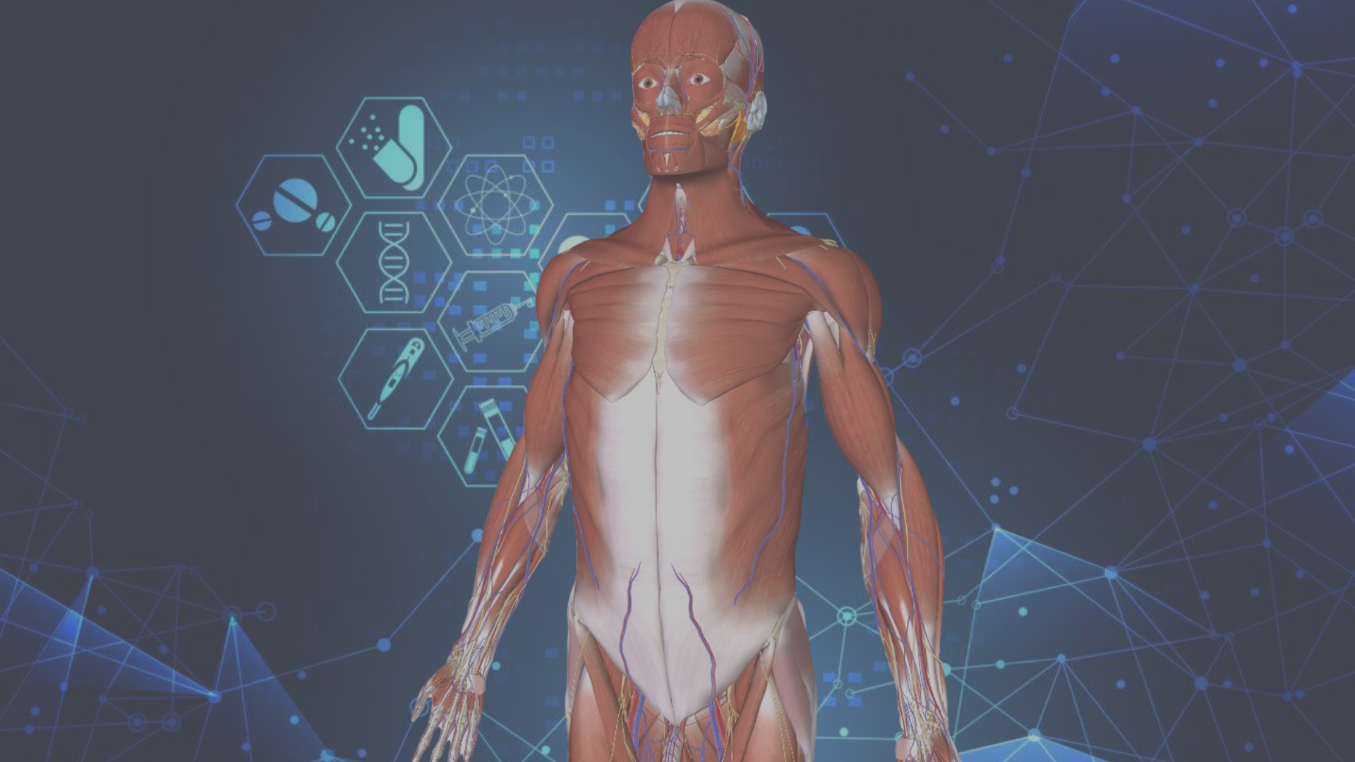 360° Human Male Anatomy Overview by Systems
