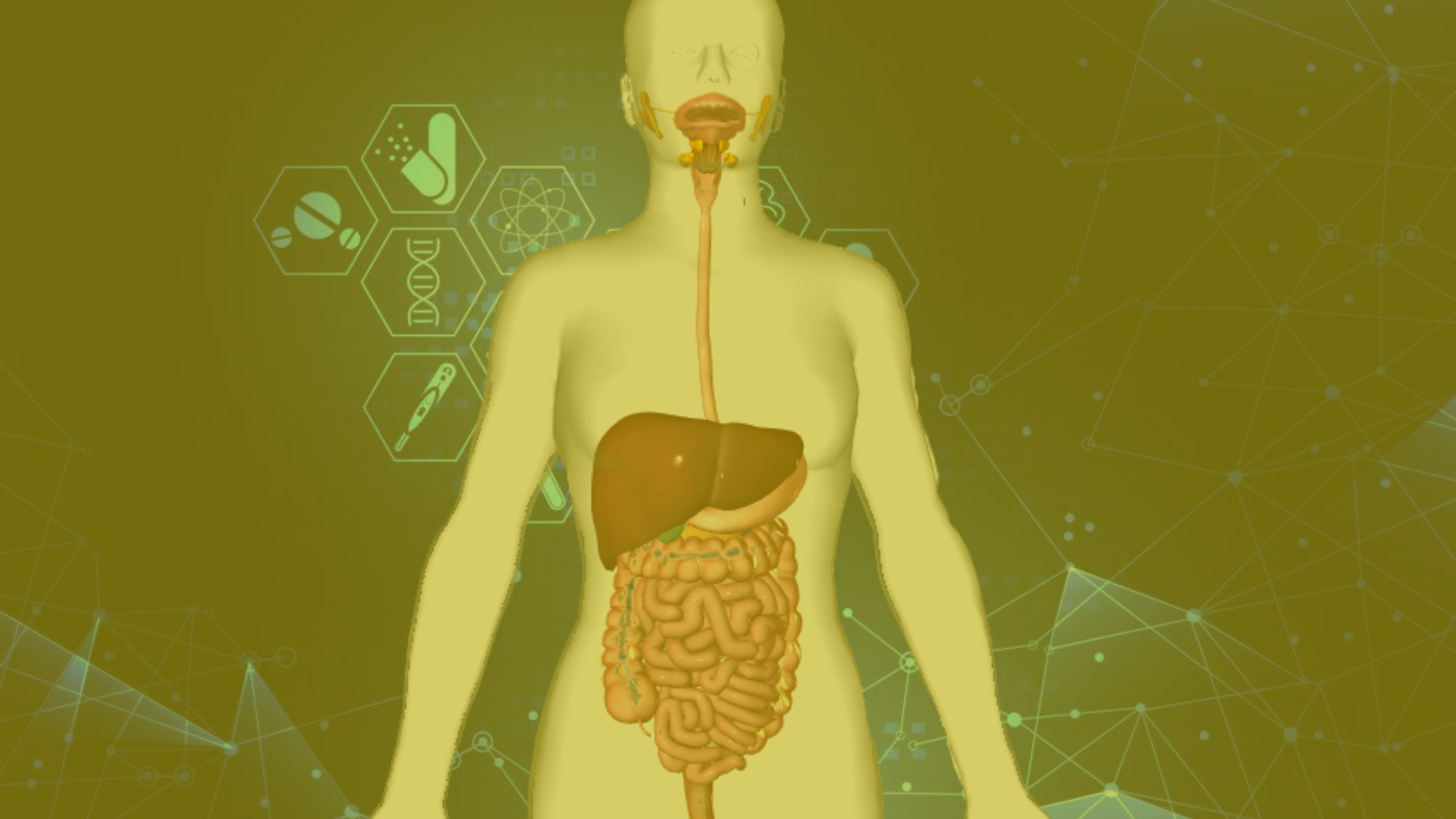 360° Human: Digestive System