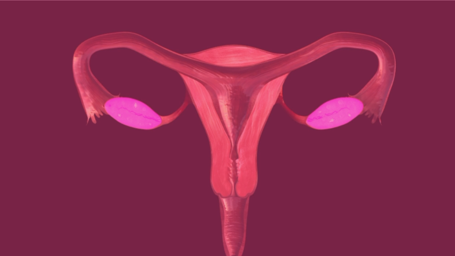 VIVA – Female Reproductive System
