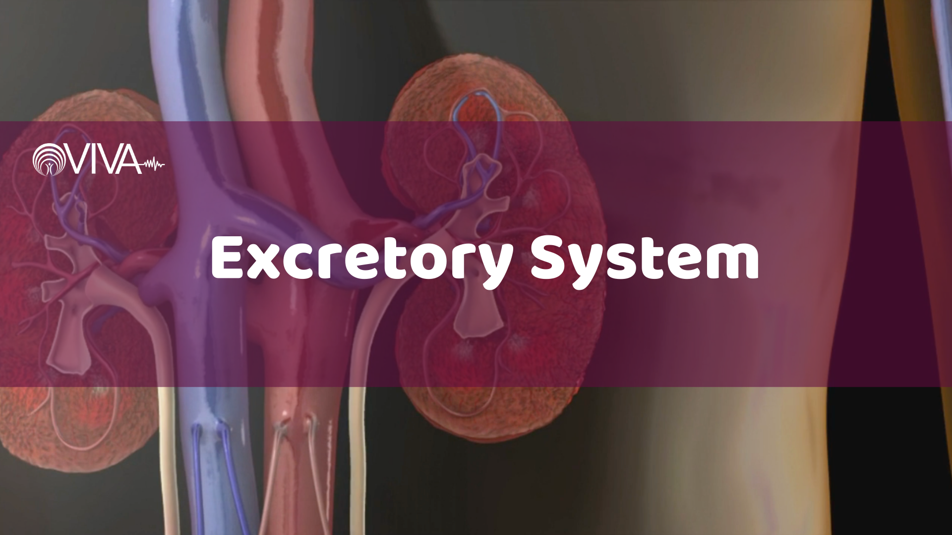 VIVA – Excretory System