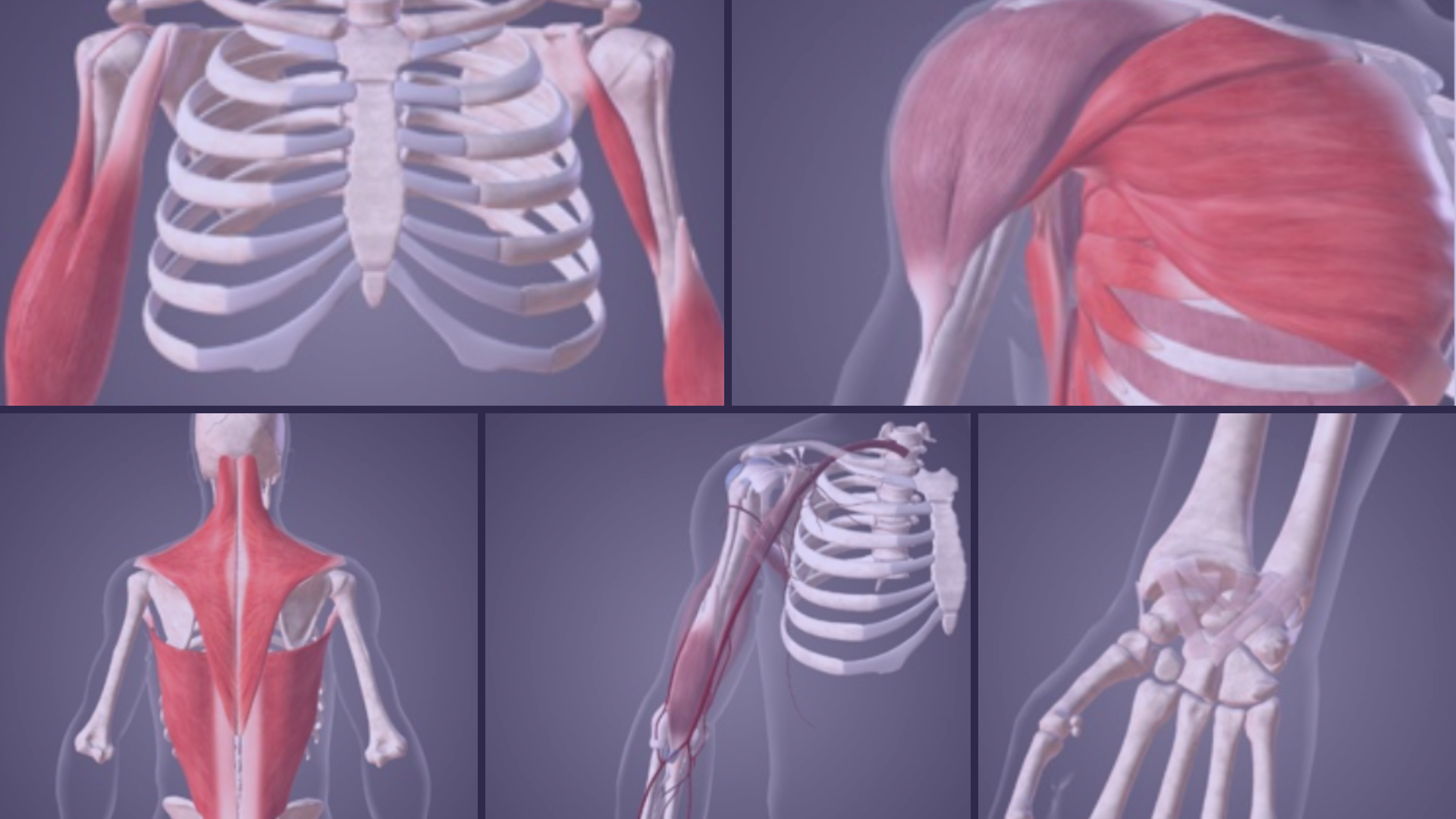 360° Anatomy for Physical Therapy Students