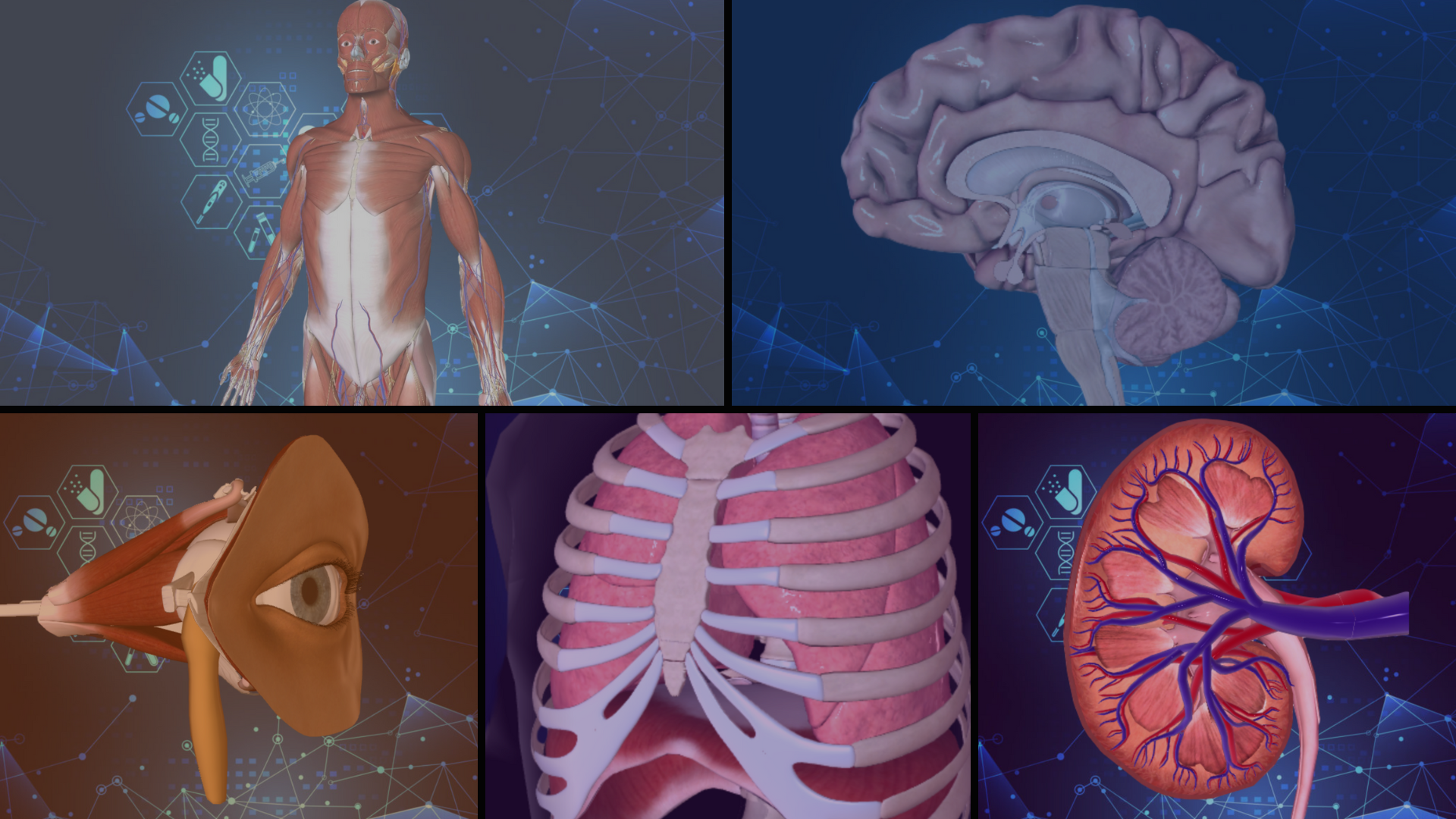360° Anatomy for Medical Students