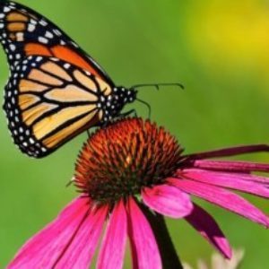 Profile photo of kira