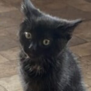 Profile photo of Skyemac1